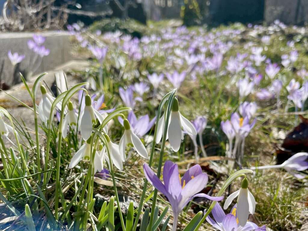Zahlreiche violette Krokusse blühen in einem sonnigen Rasen.
