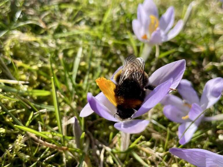 Eine Hummel sammelt an einer geöffneten violetten Krokusblüte Nektar.