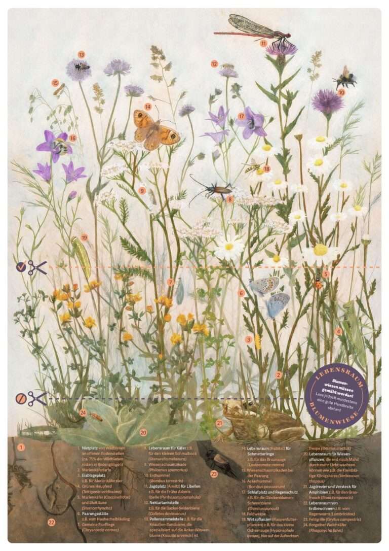 Illustrierte Lehrtafel mit heimischen Wiesenblumen und Insekten.