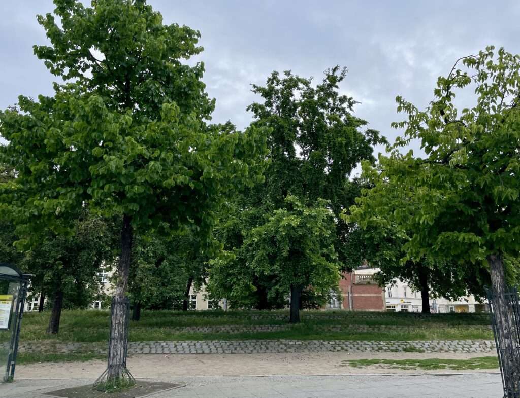 Weitläufige Parklandschaft mit großen Laubbäumen und einem Weg unter bewölktem Himmel.