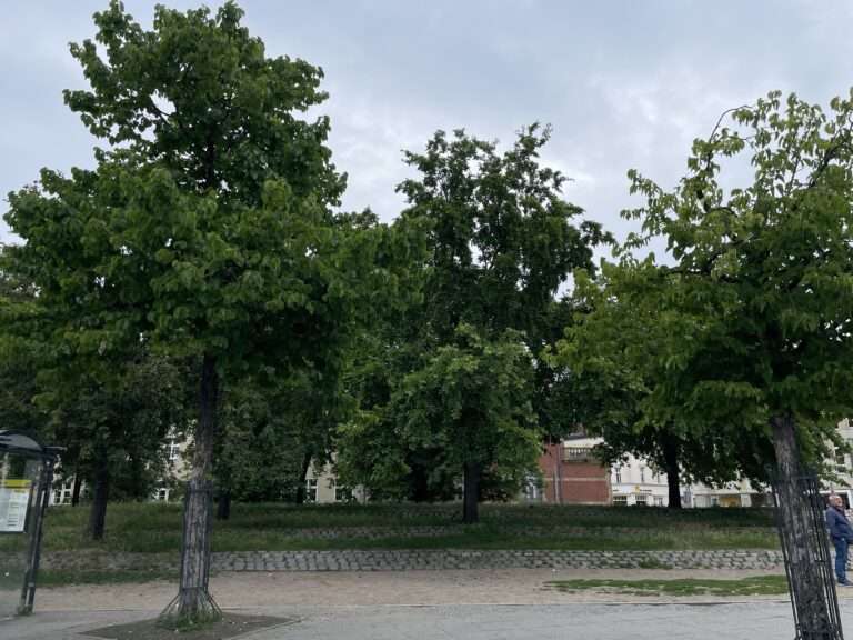 Weitläufige Parklandschaft mit großen Laubbäumen und einem Weg unter bewölktem Himmel.
