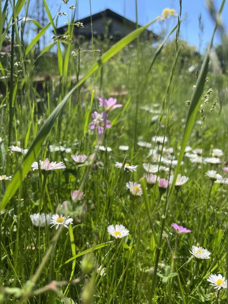 Eine artenreiche Blumenwiese mit Margeriten und Kornblumen.