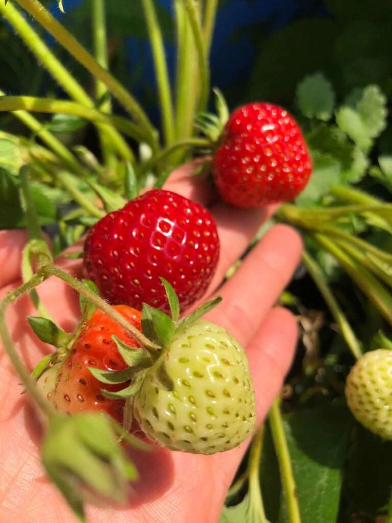 Eine Hand hält frisch gepflückte Erdbeeren (Fragaria) mit teils noch grünen Früchten.