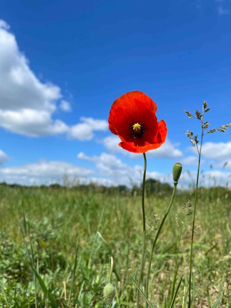Ein roter Klatschmohn (Papaver rhoeas) blüht in einer Wiese vor blauem Himmel.
