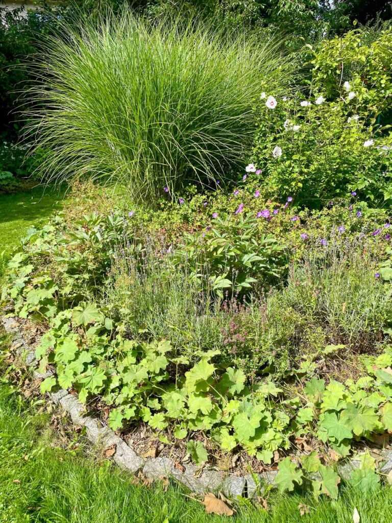 Ein Gartenbeet mit Ziergräsern und Stauden im Sommer.