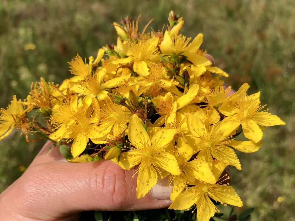 Eine Hand hält einen frisch gepflückten Strauß leuchtend gelber Johanniskraut-Blüten (Hypericum perforatum) vor einer sommerlichen Wiese.
