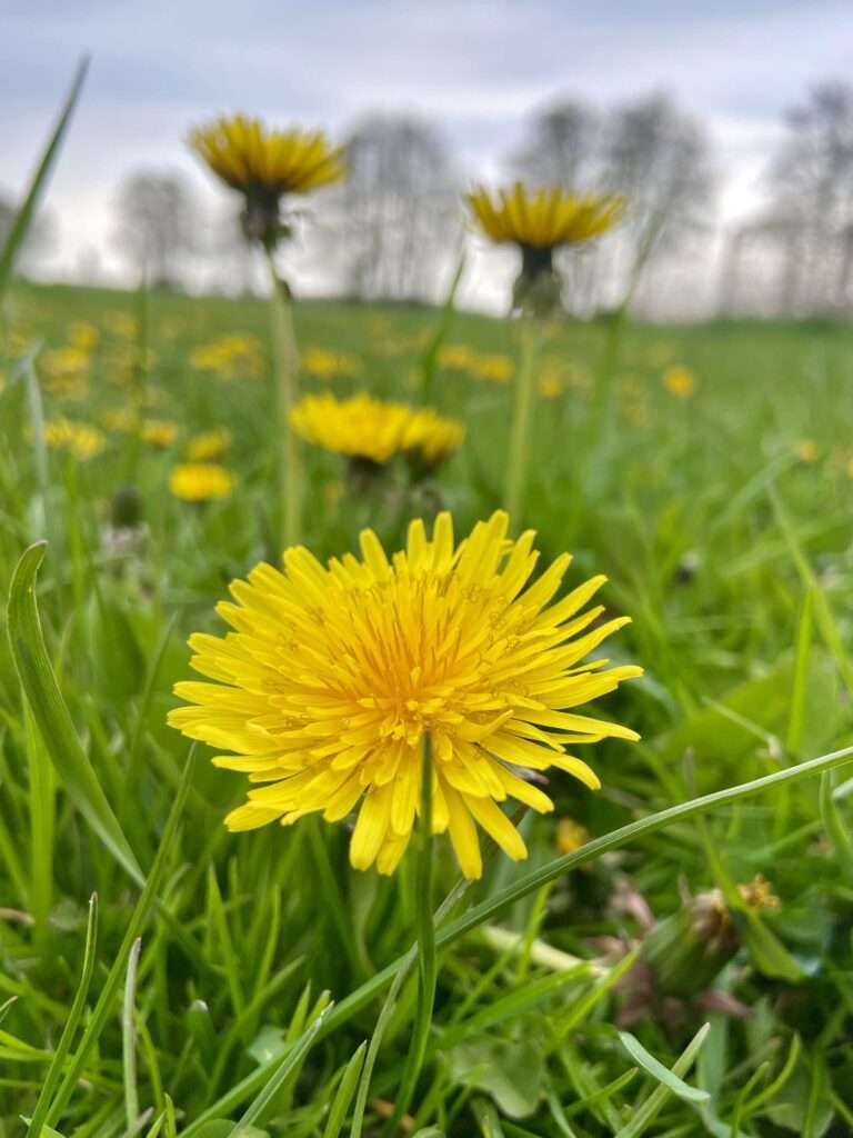 Eine gelbe Löwenzahnblüte (Taraxacum) in einer grünen Wiese.