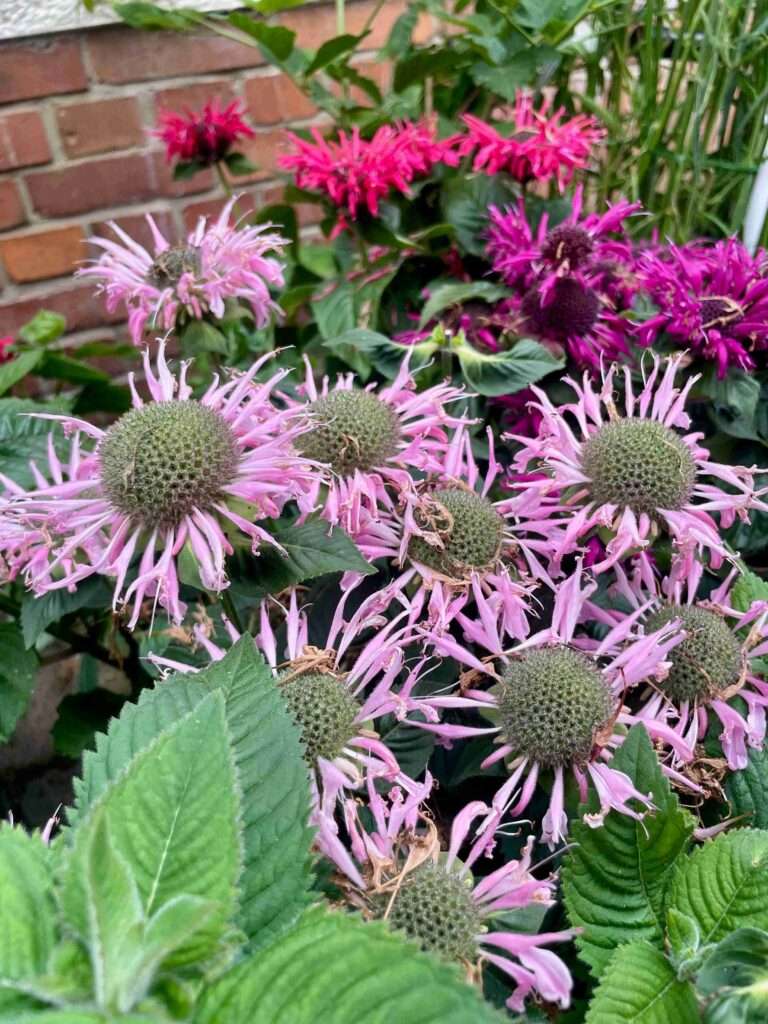 Rosa Blüten der Indianernessel (Monarda) im Staudenbeet.