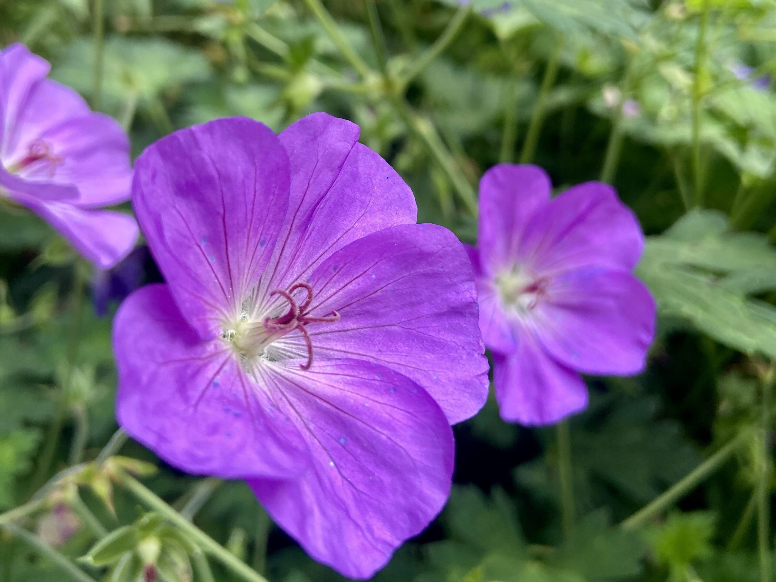 Violette Blüten des Storchschnabels (Geranium) in einem Garten.